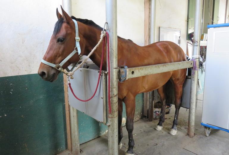 Centre de reproduction équine vétérinaire KLC, le spécialiste