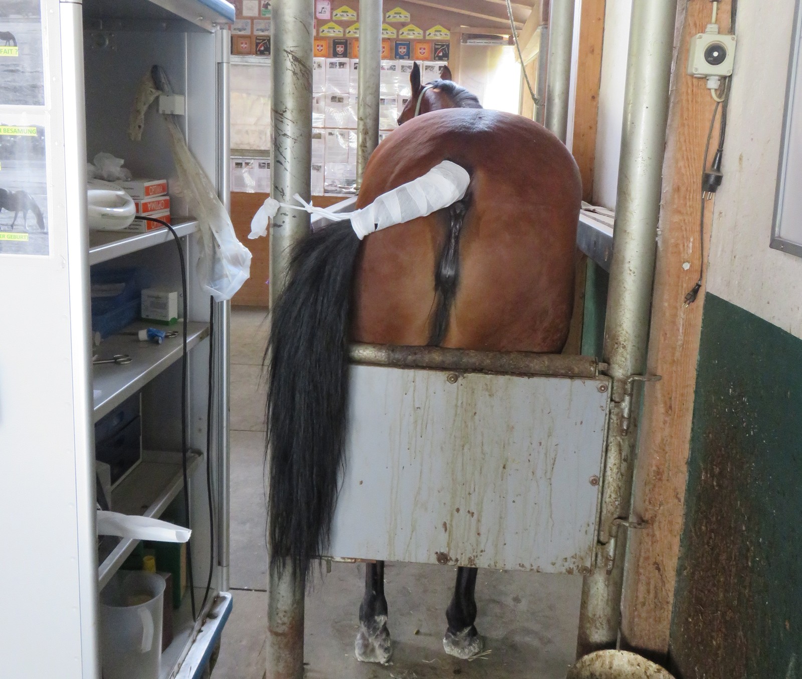 Centre de reproduction équine vétérinaire KLC, le spécialiste en reproduction équine