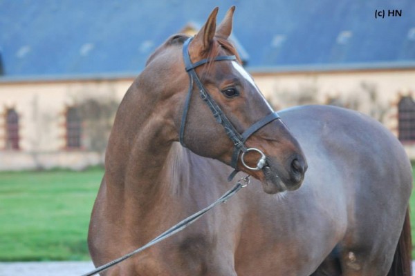 OGRION DES CHAMPS