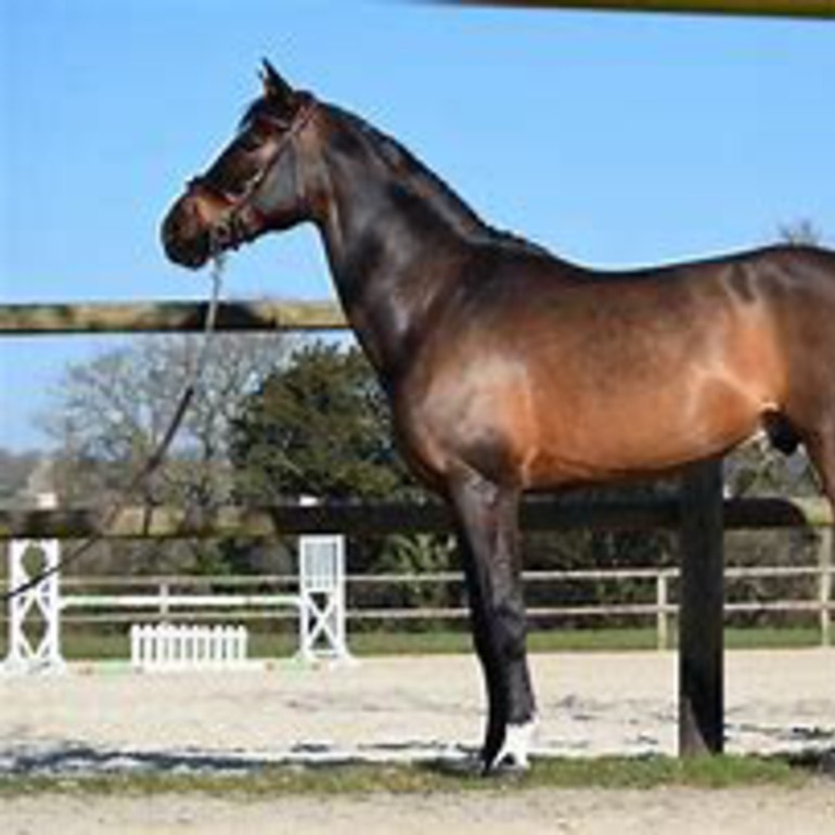 Balou Star